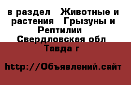  в раздел : Животные и растения » Грызуны и Рептилии . Свердловская обл.,Тавда г.